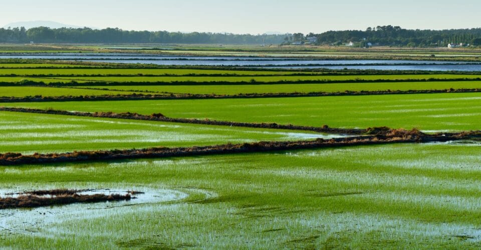 rice fields comporta